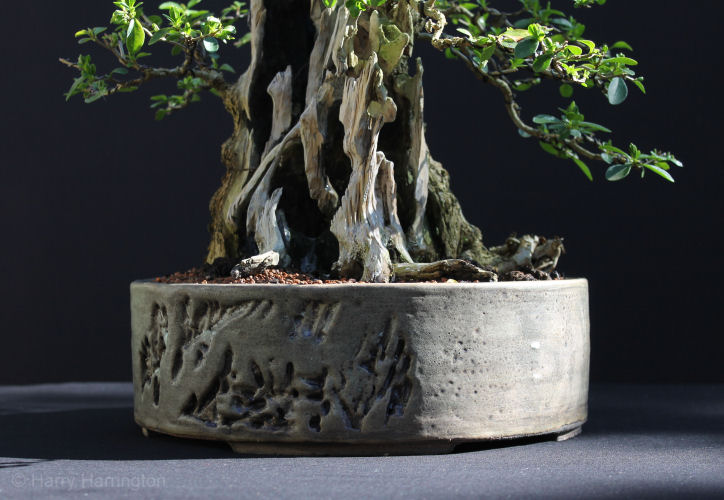 privet bonsai pot